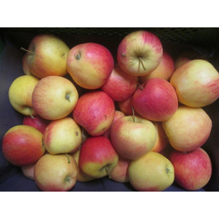 Apfel "Pinova"