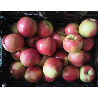 Apfel "Idared"