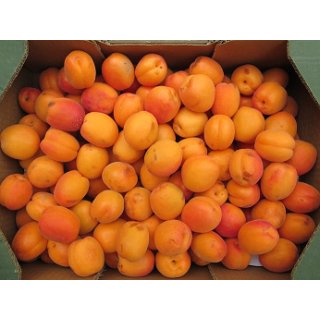 Aprikosen, orange-rote Sorten
