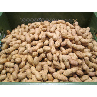 Erdnüsse i.d. Schale, geröstet