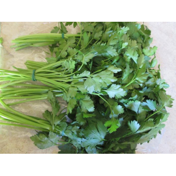 Petersilie glatt im Bund