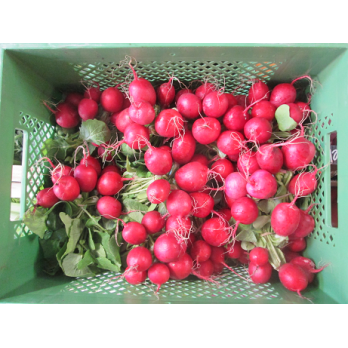 Radieschen, regional