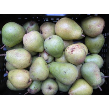 Birne Alexander Lucas