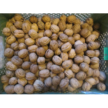 Walnüsse AOP,  Kal.30 - 32