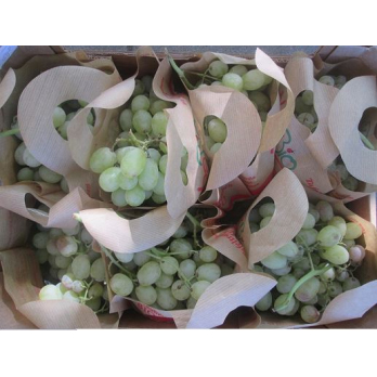 Trauben weiß, kernlos - im Carry bag