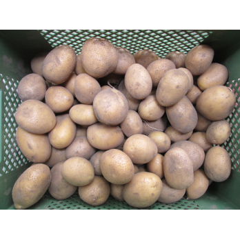 Speisekartoffel Belana festkochend