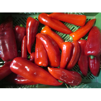 Spitzpaprika rot,  lose