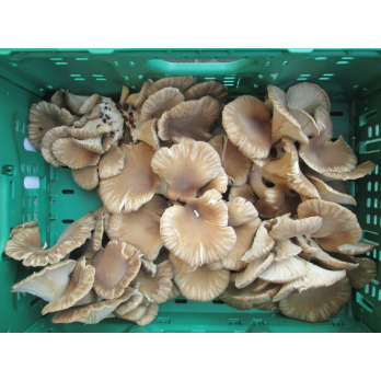 Austernpilze, lose