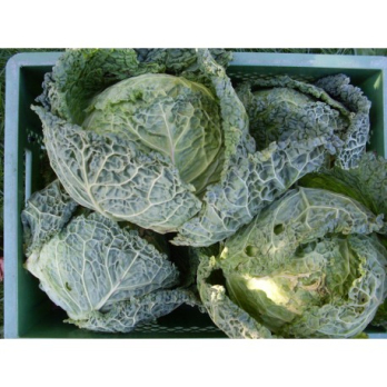 Wirsing, Preis pro kg