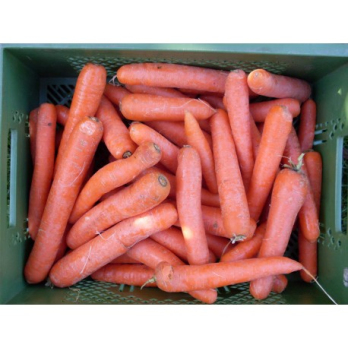 Möhren, lose