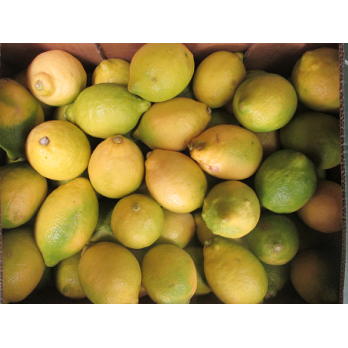 Bio Zitronen, gelb