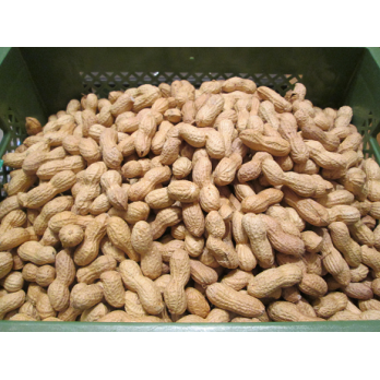 Erdnüsse i.d. Schale, geröstet