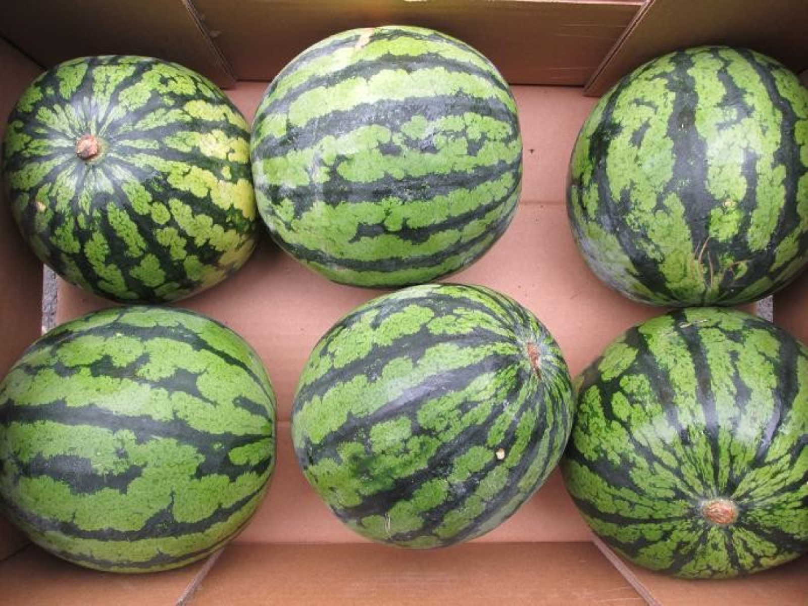 Mini Wassermelonen, ganz