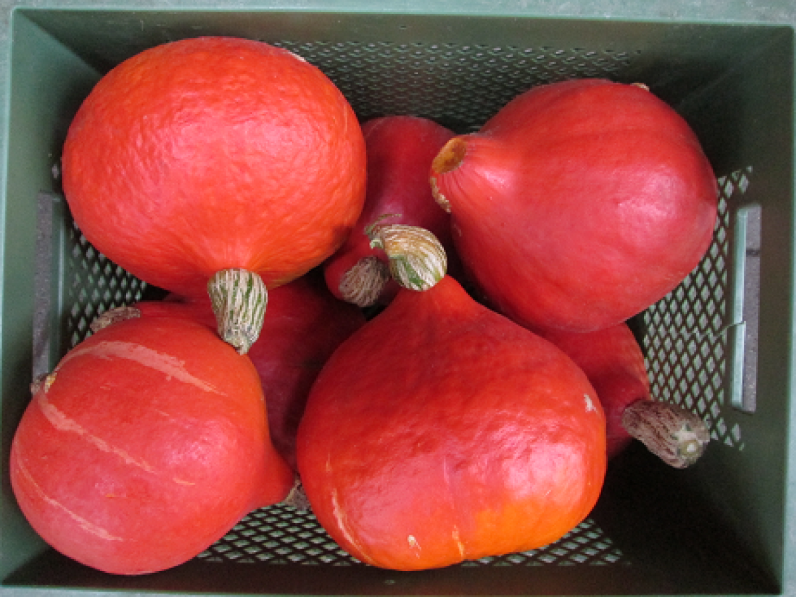Hokkaidokürbis,orange
