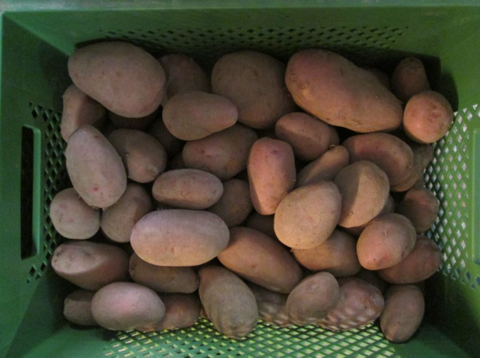 Speisekartoffeln "Rosara"  vorwiegend festkochend
