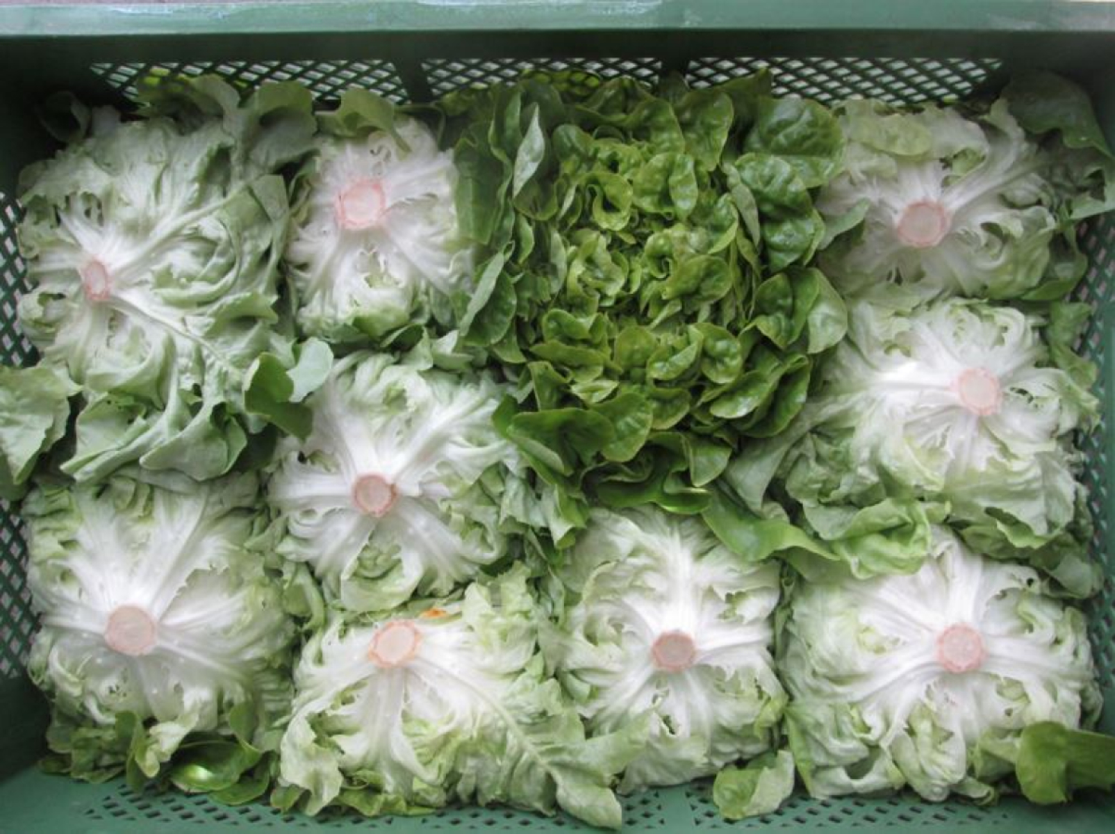 Grüner oder roter Eichblattsalat