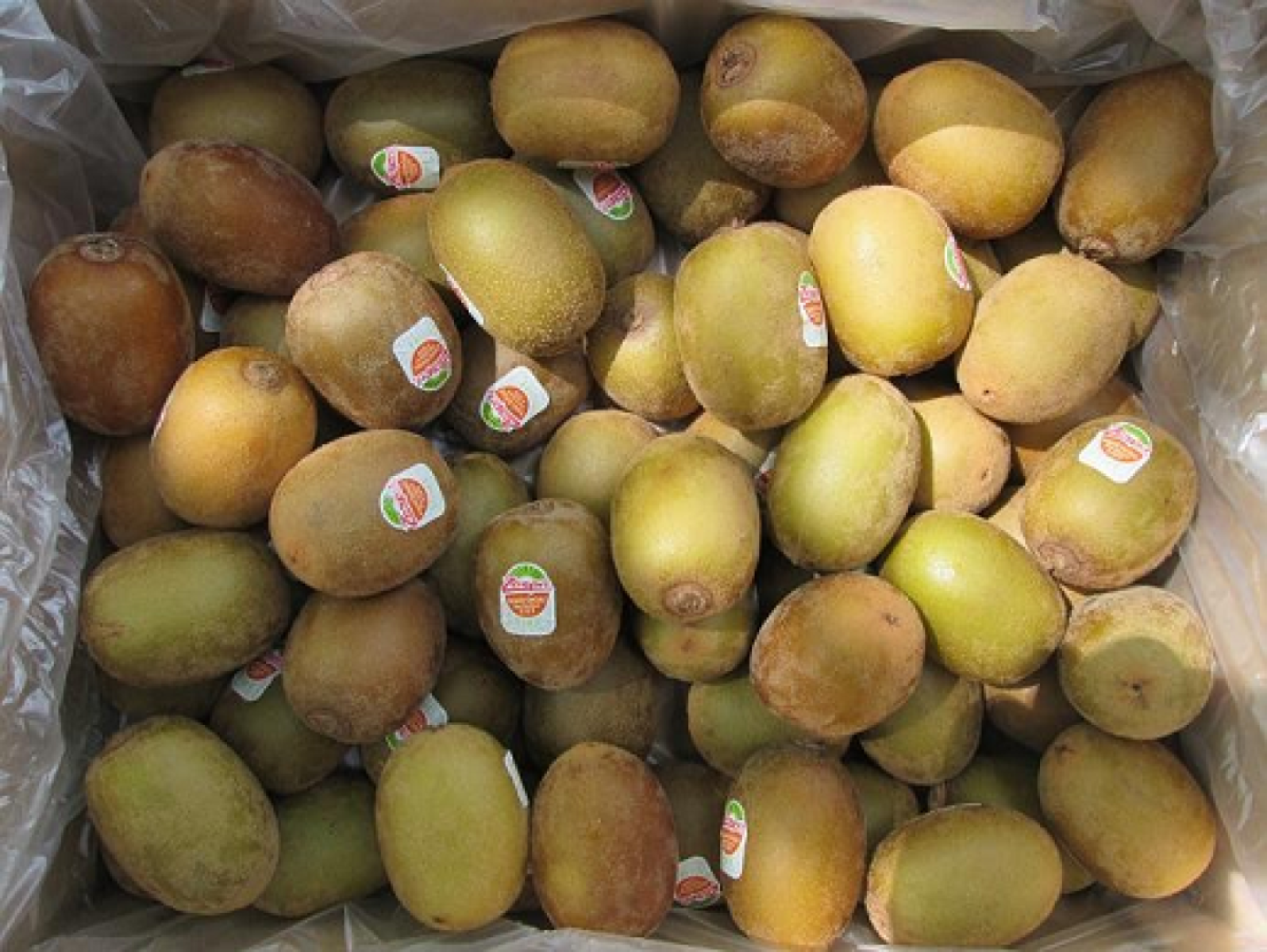 Kiwi, Gold Stück