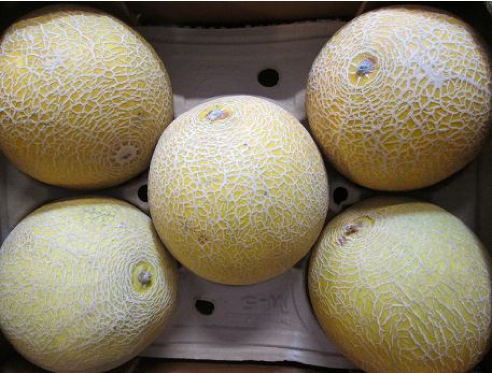 Melone Galia, ganz