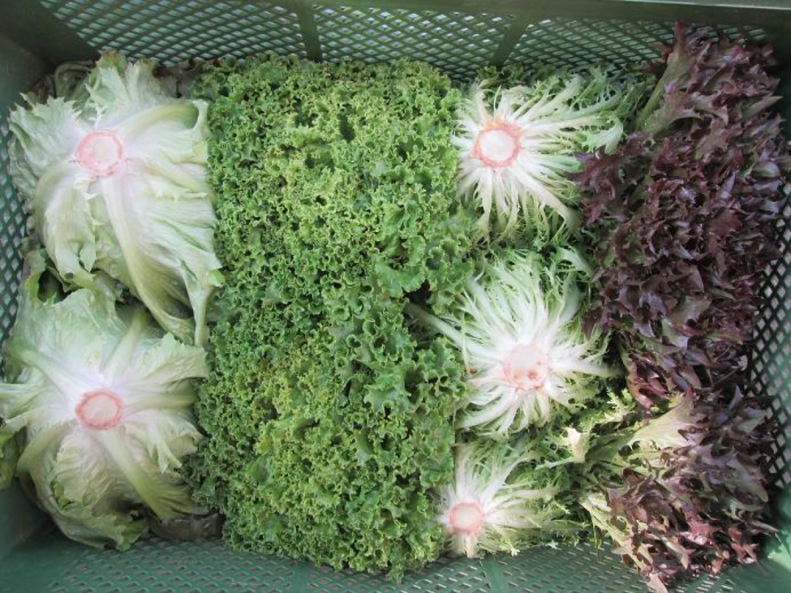 Regionaler Salat-Mix