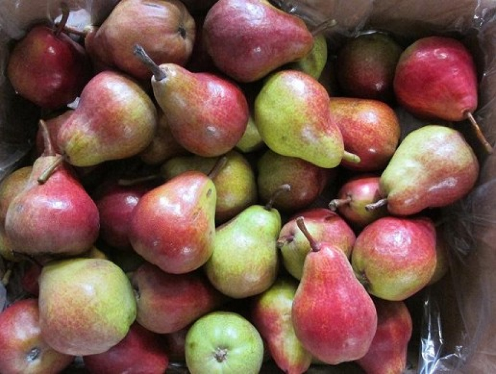 Birne Rote Williams