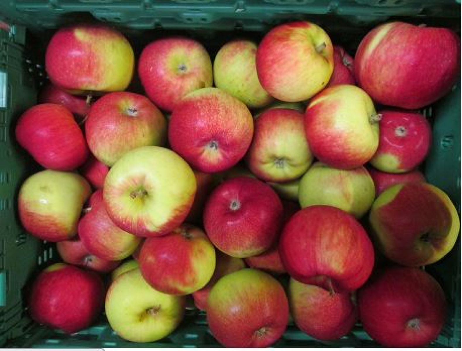 Apfel Santana