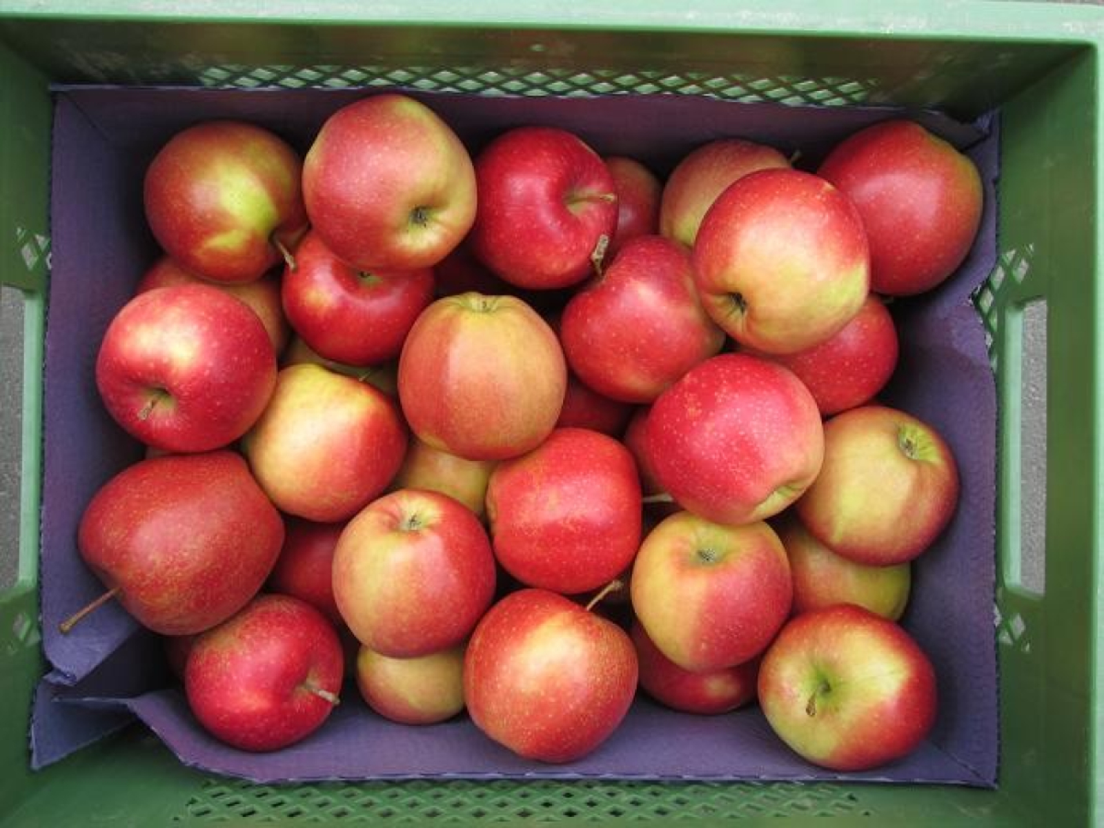 Apfel "Marnica"