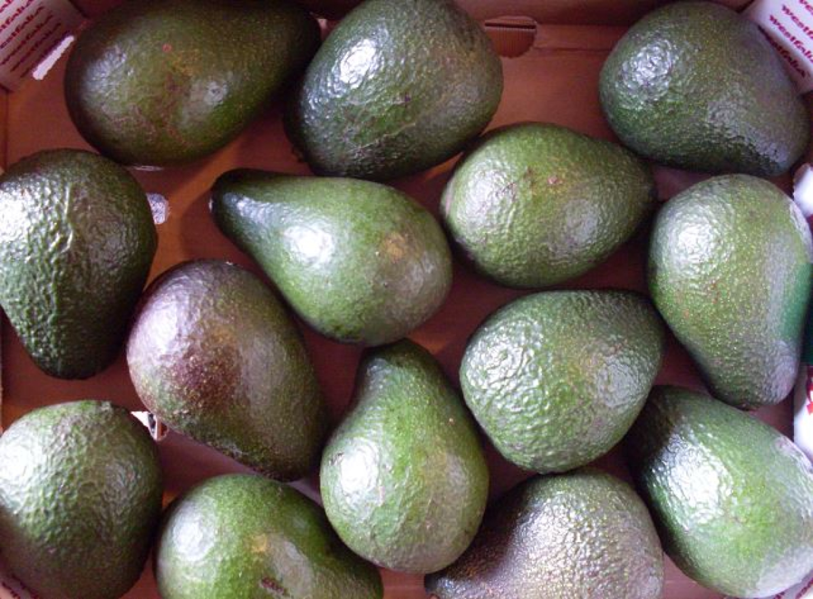 Avocado Hass, groß