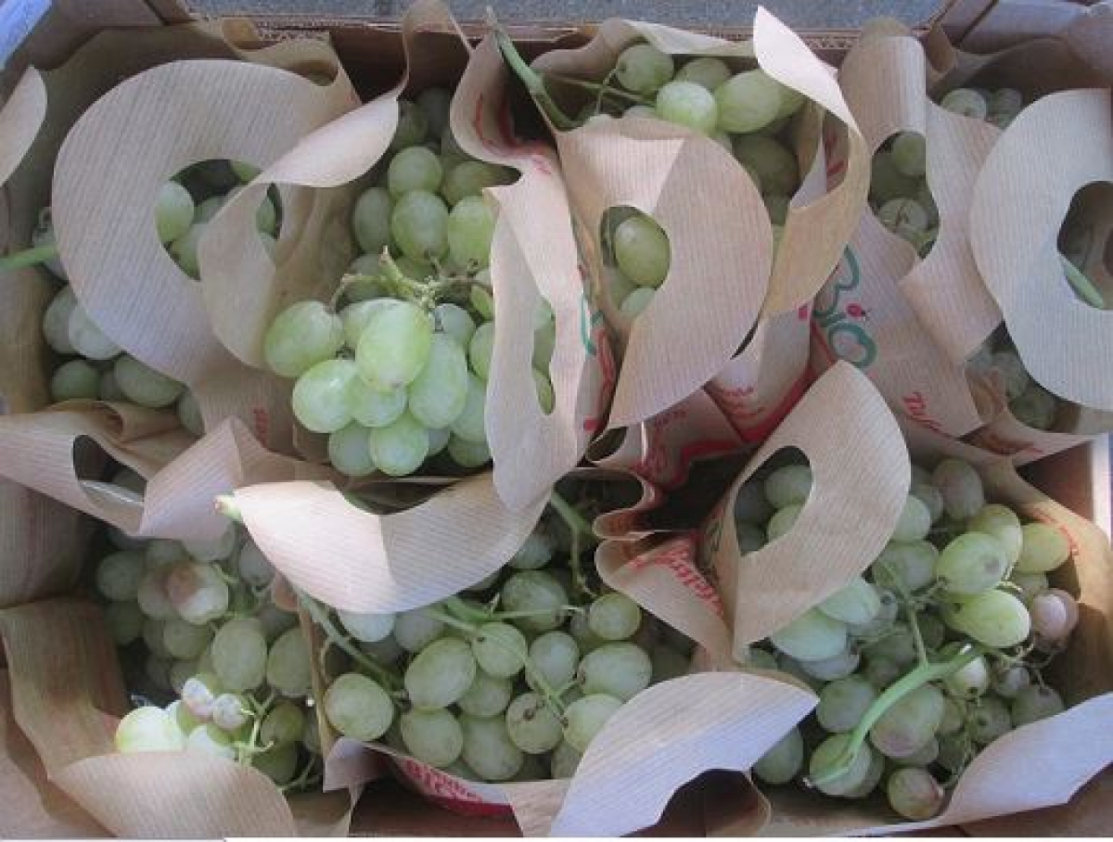 Trauben weiß, kernlos - im Carry bag