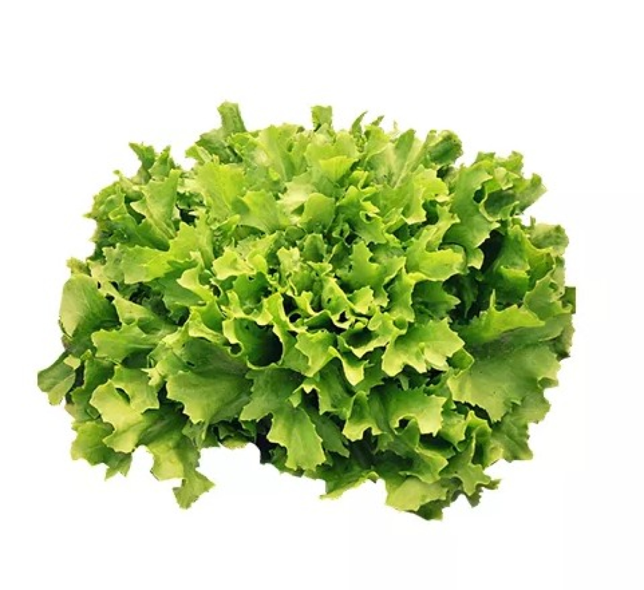 Endivien Salat