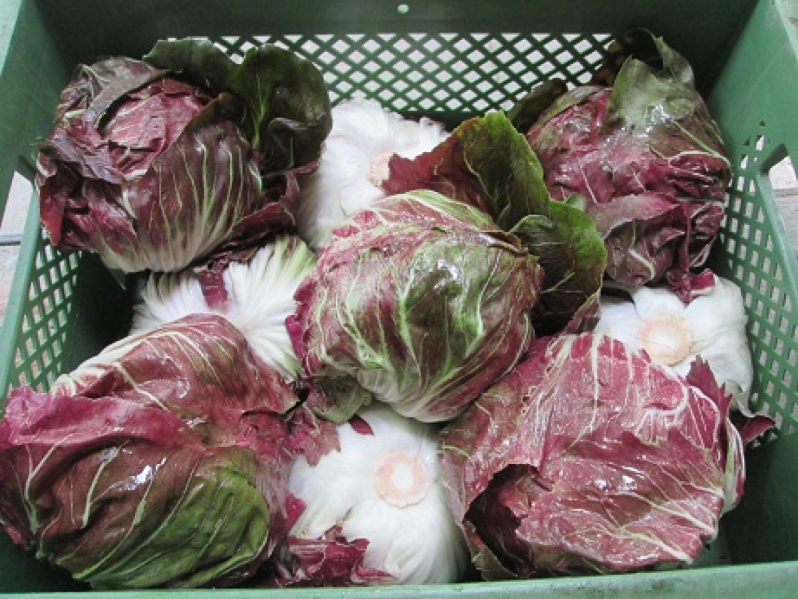 Radicchio, Stück pro Gewicht