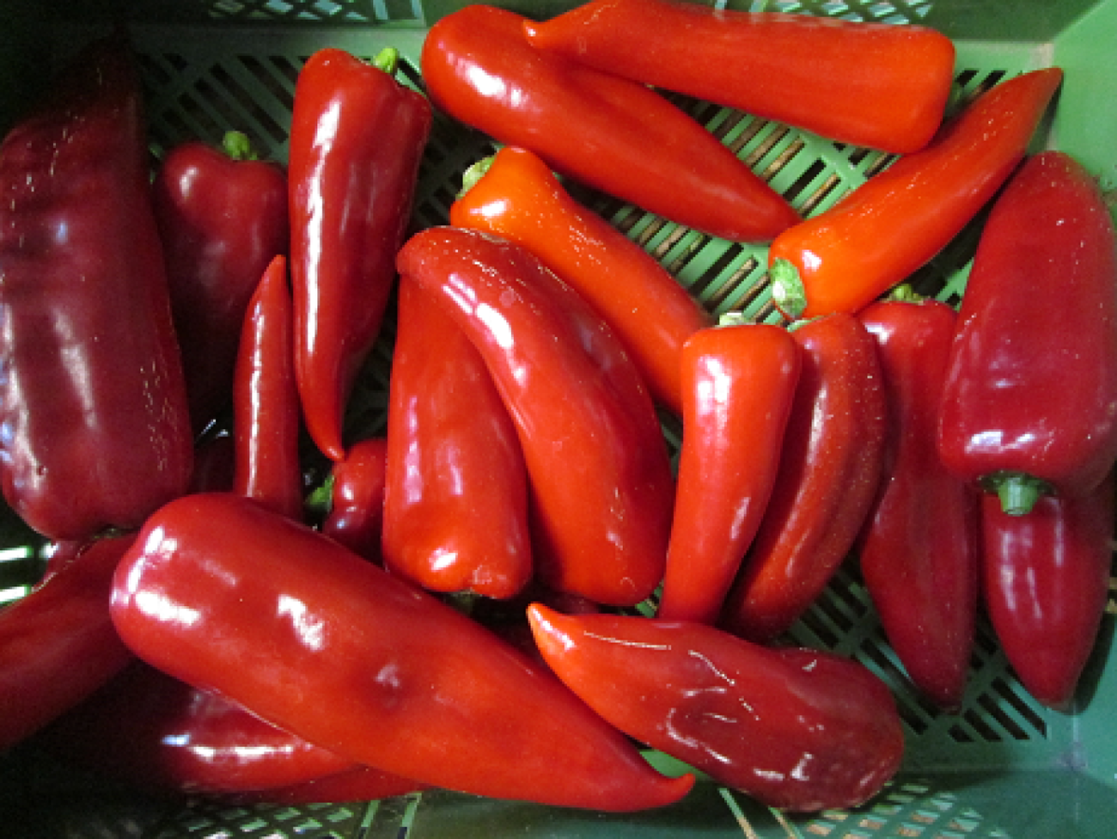 Spitzpaprika rot,  lose