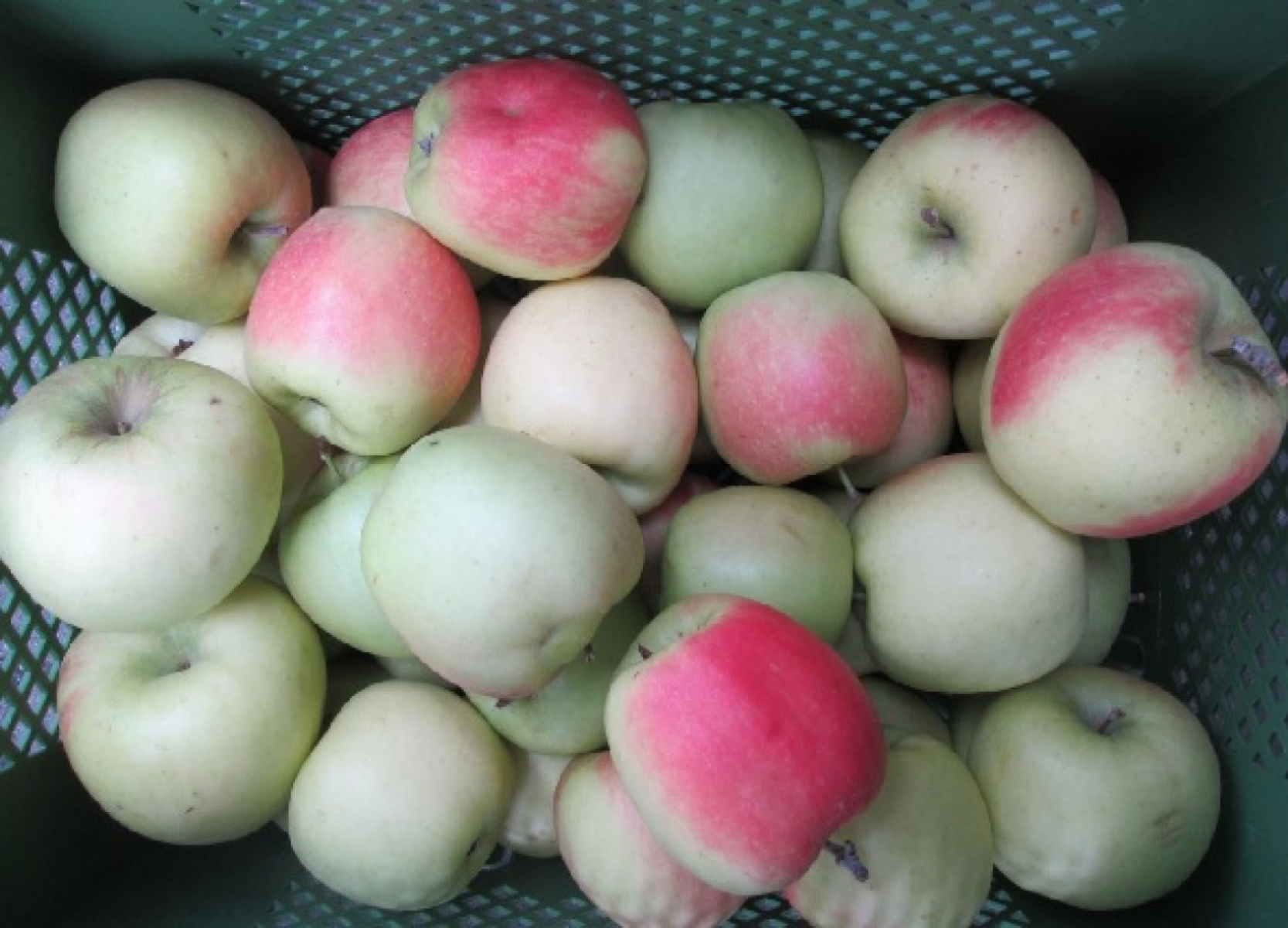 Apfel Delbarestivale