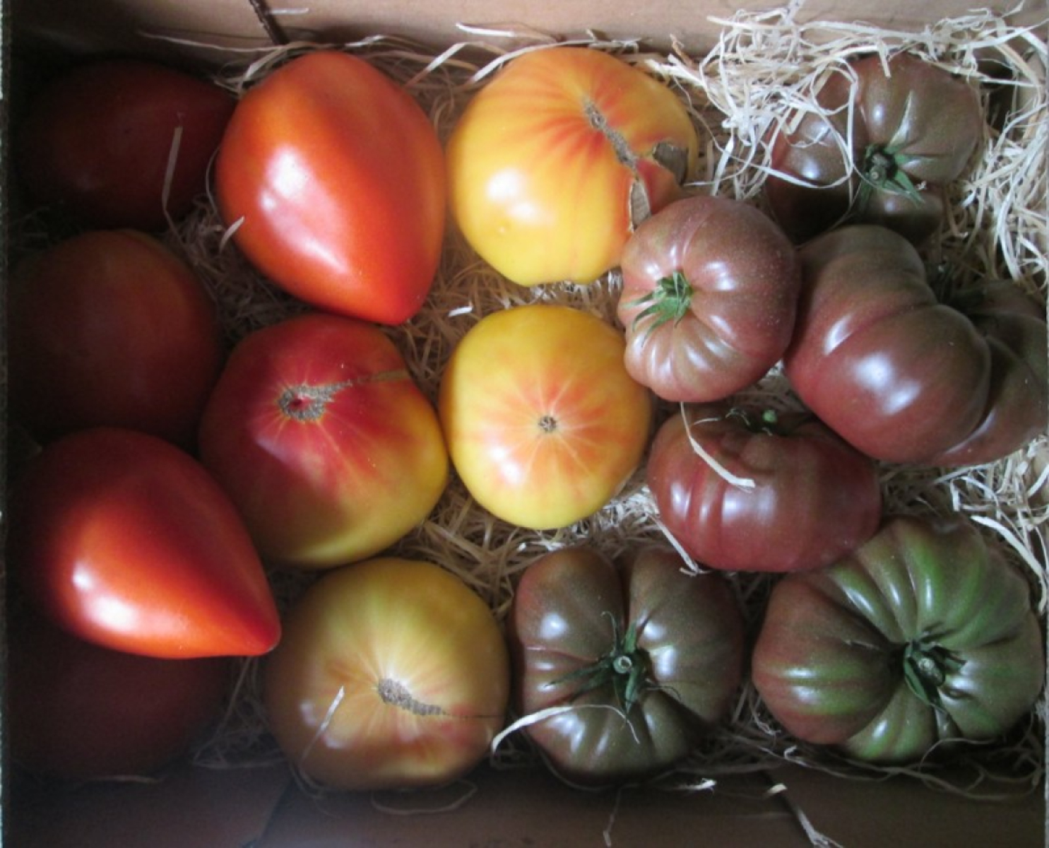 Fleischtomaten-Mix, samenfest