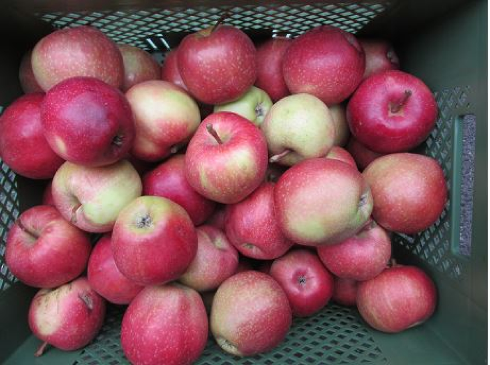 Apfel Deljonka