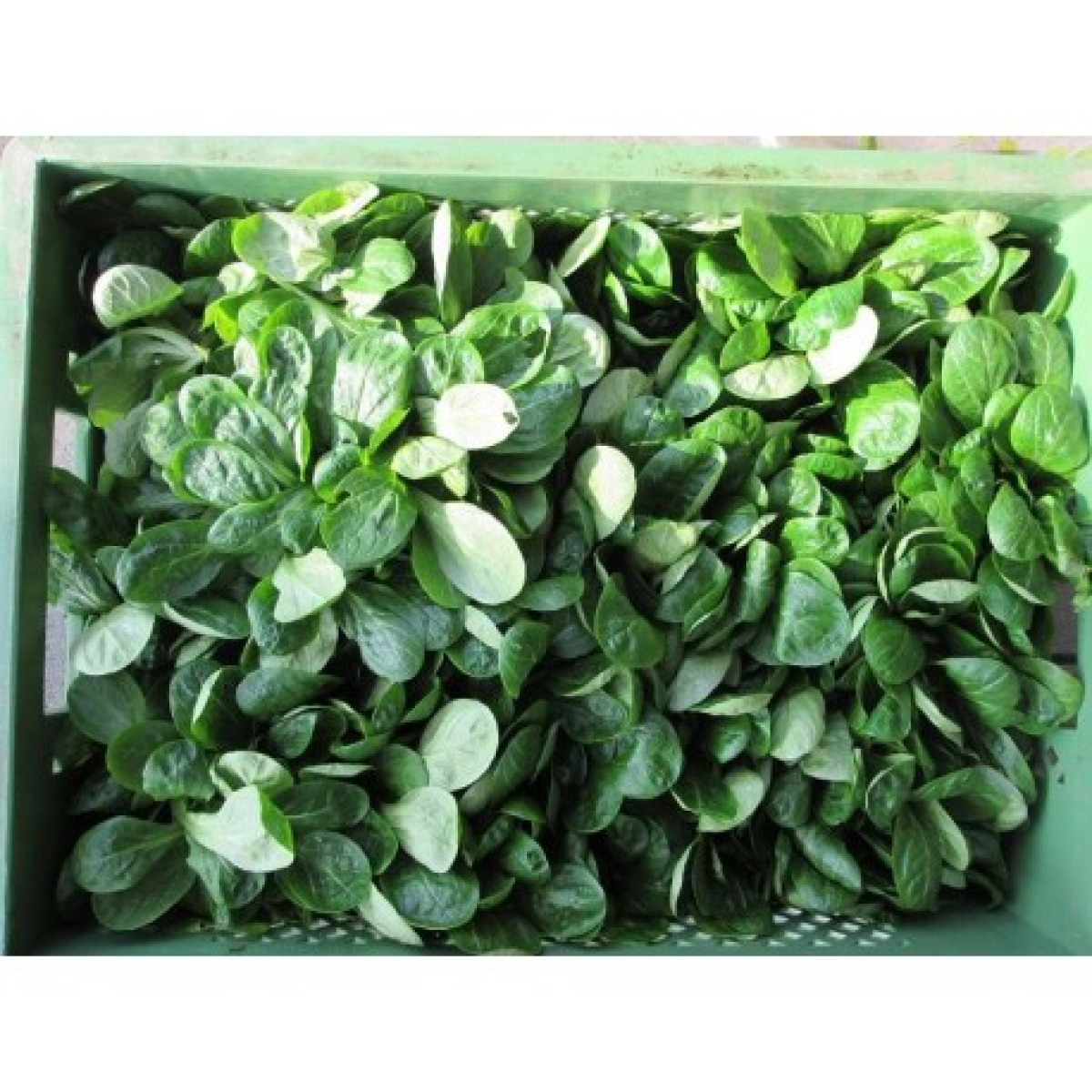 Feldsalat, lose (Freiland)