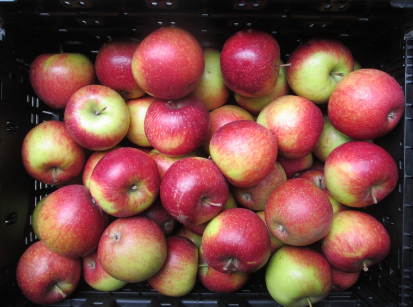 Apfel Natyra