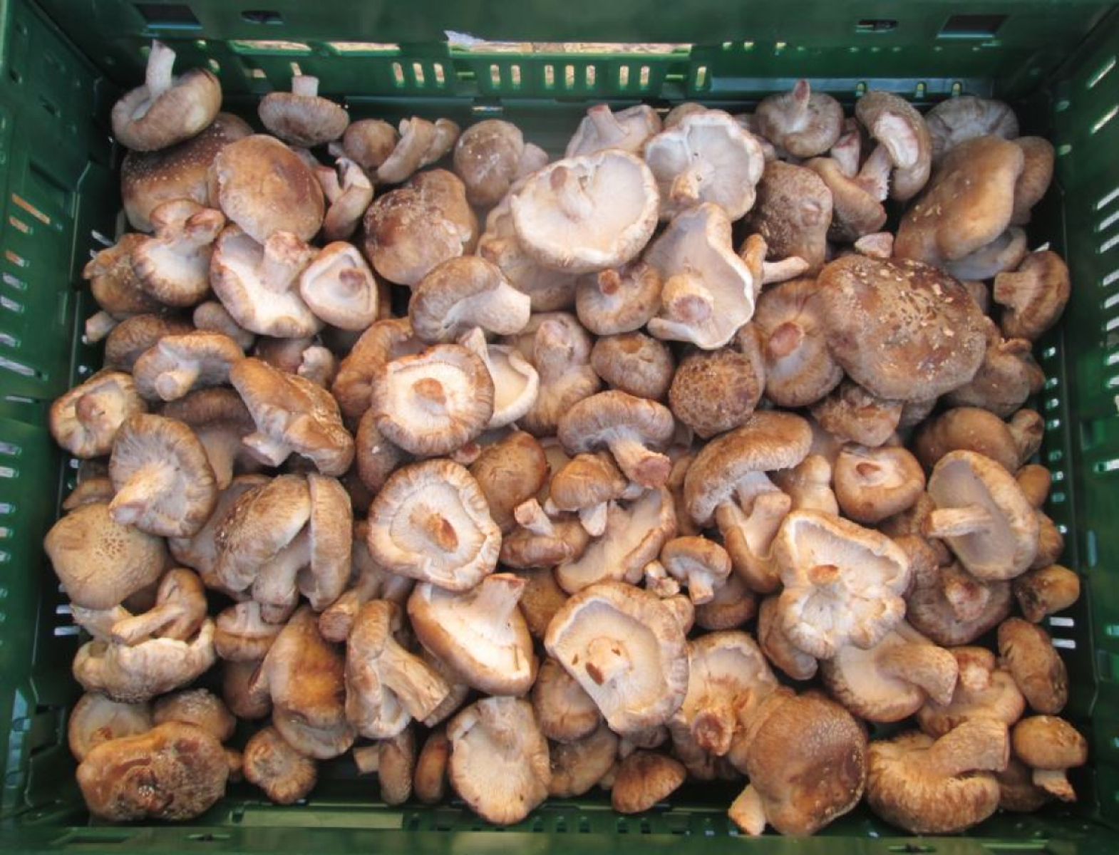 Shiitake-Pilze, lose