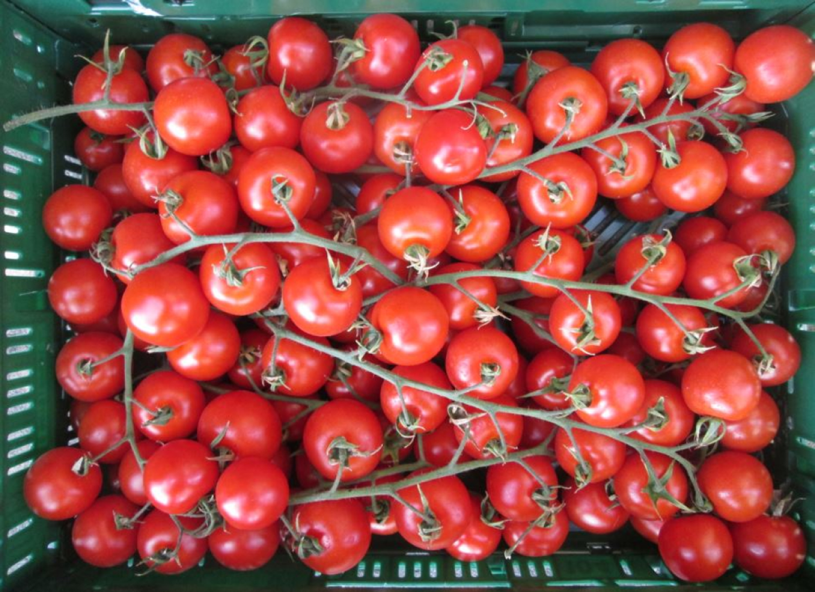 Kirsch-Strauchtomaten, lose