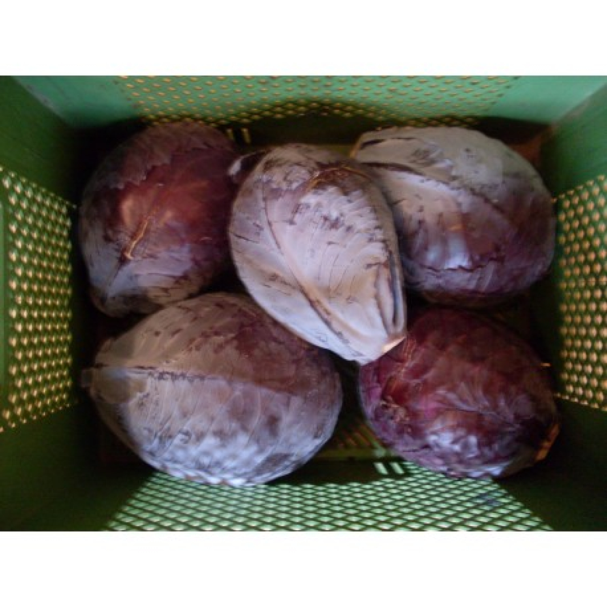 Rotkohl, mittlere Größe