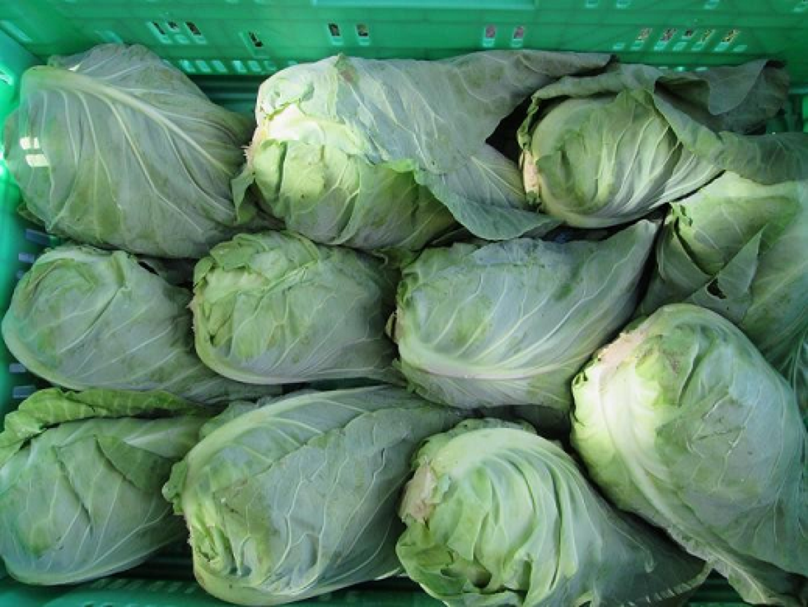 Spitzkohl, Preis nach Gewicht