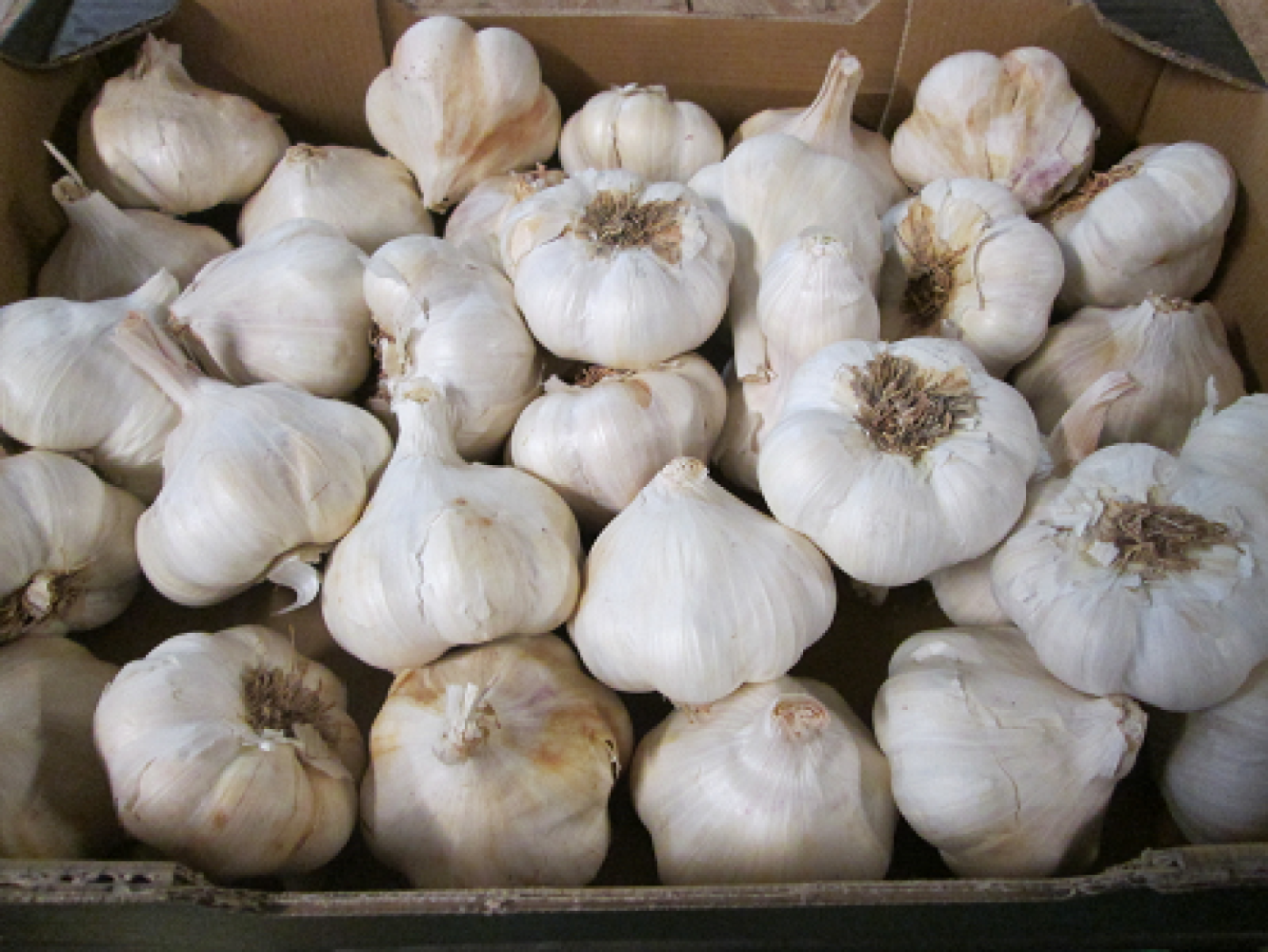 Knoblauch , trocken