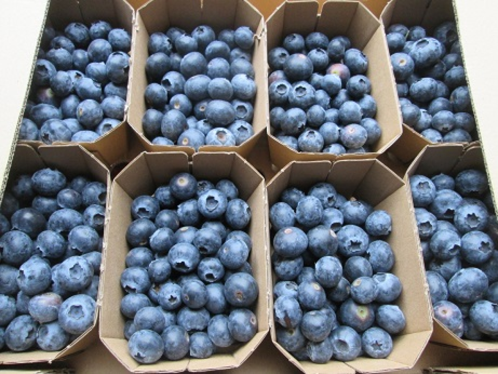 Heidelbeeren  250g Schälchen