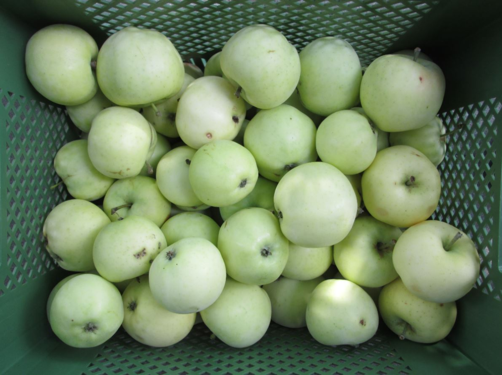 Apfel Klarapfel
