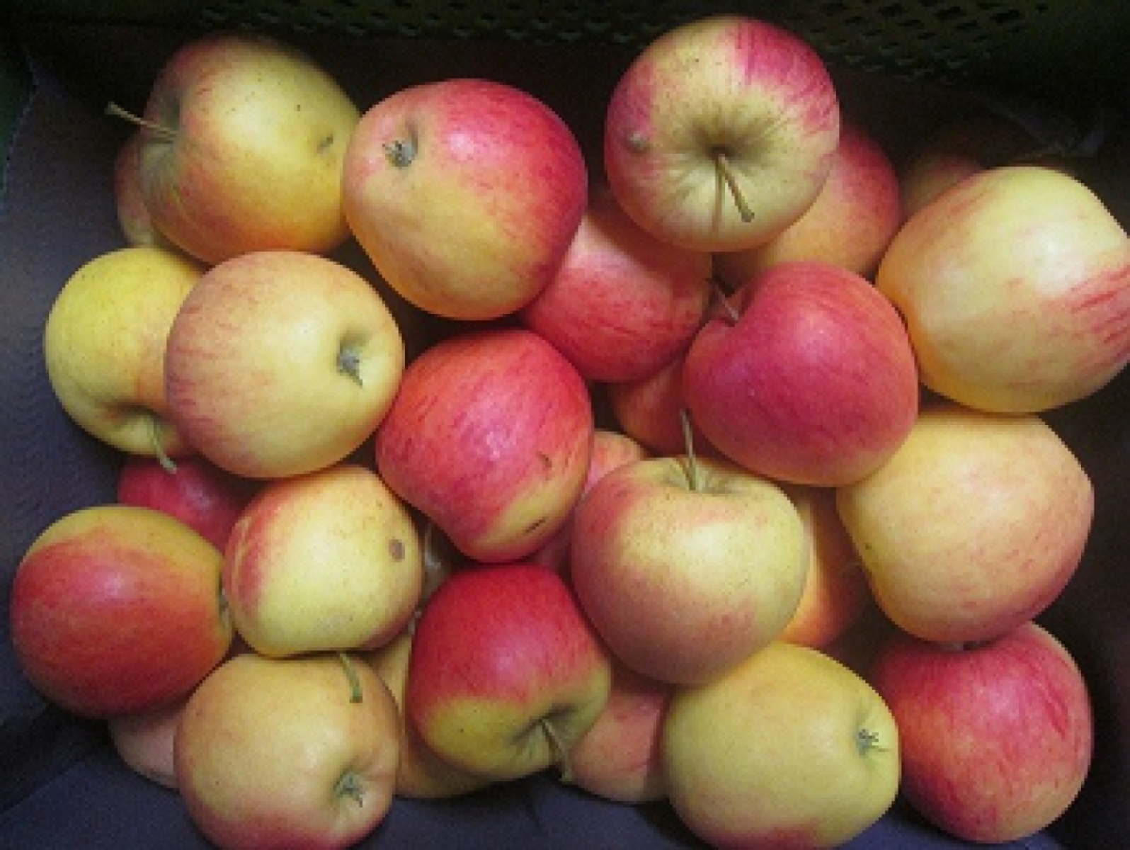 Apfel "Pinova"