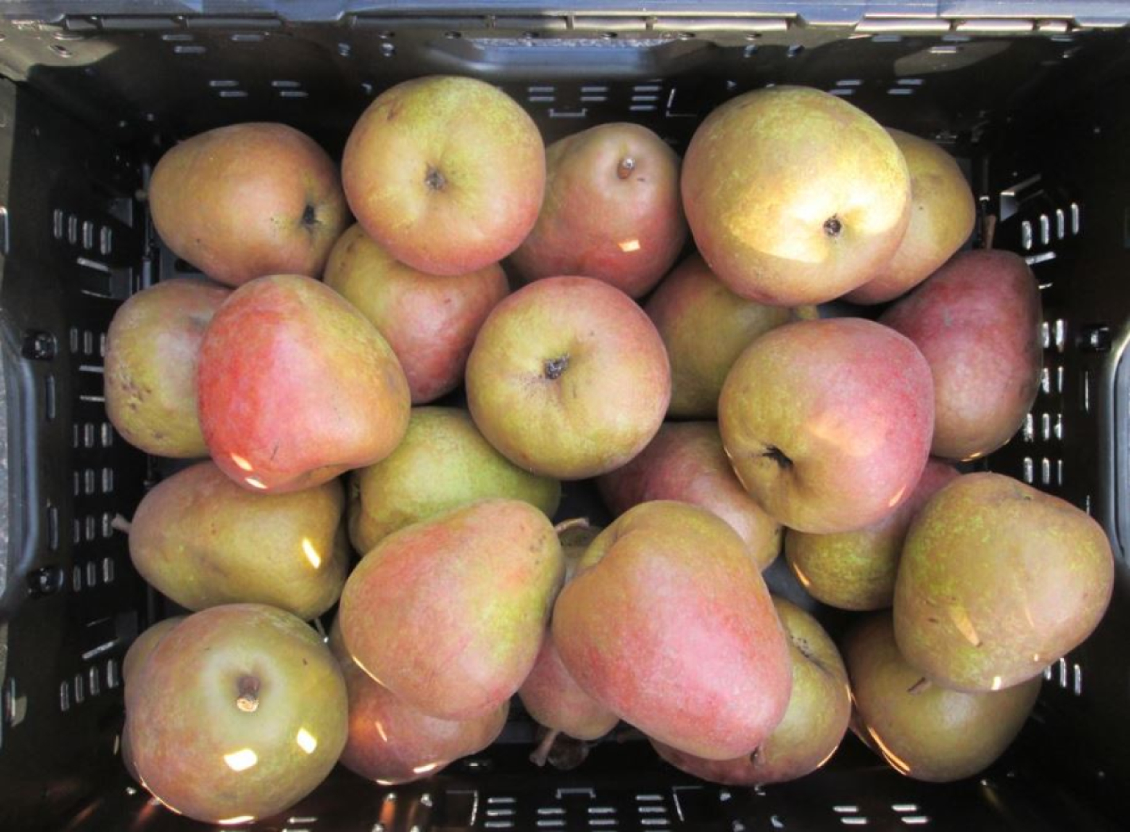 Birne "Gräfin Gepa"