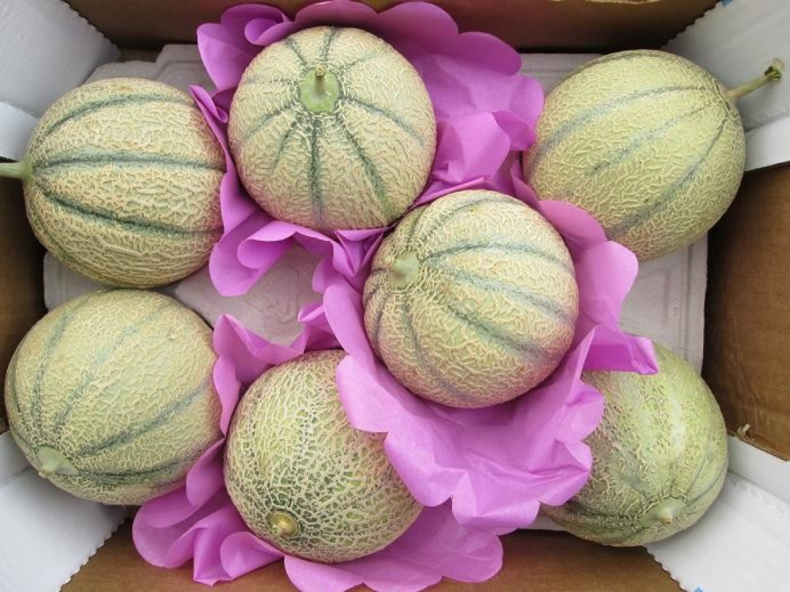 Melone Charentais, ganz