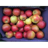 Apfel Holsteiner Cox