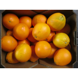 Orangen Navelina, Kal. 2-3