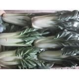 Mangold, grün - kleine Stauden