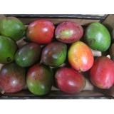 Mangos Sorte "Keith"